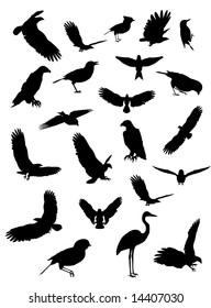 Silhouettes of Song Birds and Eagles