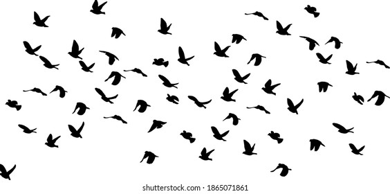 silhouettes of sparrows in flight, isolated on white background - Shutterstock ID 1865071861