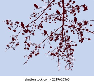 Silhouettes de gorriones sobre ramas de rowan con bayas maduras