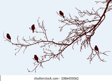 Silhouettes of the sparrows on the tree branches