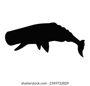 Silhouettes of sperm whale, cachalot, sea animals isolated black and white vector illustration minimal style.