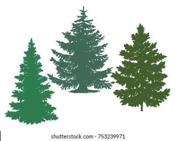 Silhouettes of spruce and pine. Vector image of coniferous trees.