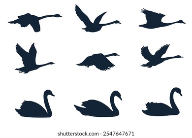 Silhouettes of Swans. Elegant contours of swans symbolize grace, love and harmony in nature