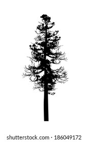 silhouettes of tall pine on a white background, vector illustration . Vector