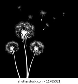 silhouettes of three dandelions in the wind