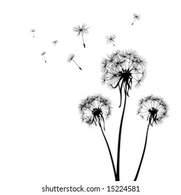 silhouettes of three dandelions in the wind