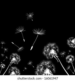 silhouettes of three dandelions in the wind