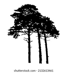 Silhouettes of three tall pines isolated on white background. Group of coniferous pine trees. Evergreen forest. Nature design element. Outline icon for nature or landscape design. Vector illustration