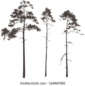 silhouettes of three tall pines on a white background, vector illustration