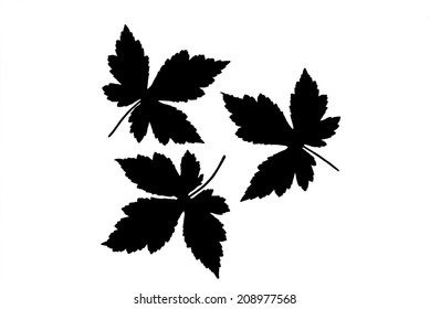 Silhouettes of three toothed leaves of maple  