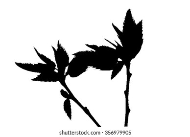 Silhouettes of toothed leaves isolated on white
