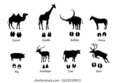 Silhouettes and traces of ungulates on a white background. Vector education illustration