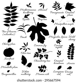Silhouettes of tree leaves (ailanthus, mulberry, mirabelle, bougainvillea, hornbeam, pomegranate, oak, hackberry, boxwood, bay, myrtle, olive, peach, plane, kiwi). Vector botanical illustration.