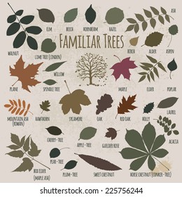 Silhouettes of tree leaves (elm, beech, ash, walnut, linden, birch, alder, aspen, willow, maple, elder, poplar, mountain ash, rowan, hawthorn, oak, acacia, chestnut, conker). Vector illustration.