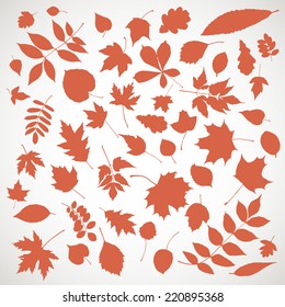 Silhouettes of tree leaves. Natural herbarium. Vector illustration.