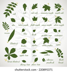 Silhouettes of tree leaves. Natural herbarium. Vector illustration.