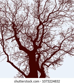 Silhouettes of the tree trunks with branches