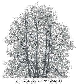 Silhouettes of trees and branches on a white background. Vector realistic black and white illustration of a linden tree