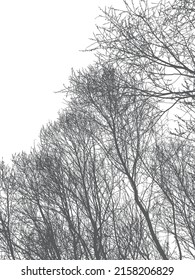 Silhouettes of trees and branches on a white background. Vector realistic black and white illustration of willow thickets.