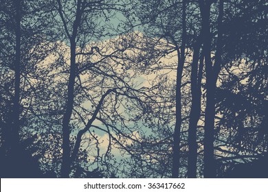 silhouettes of trees. detailed vector illustration