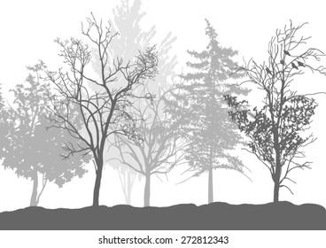 Silhouettes of trees in the forest