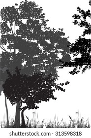 silhouettes of trees in forest