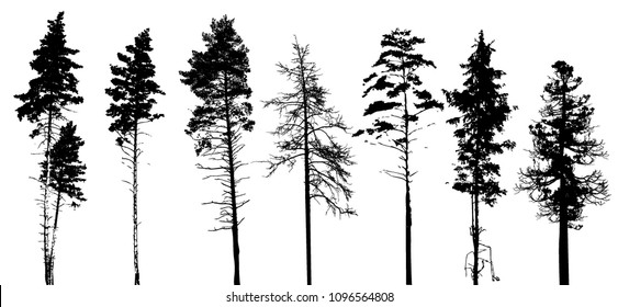 Silhouettes of trees. Vector