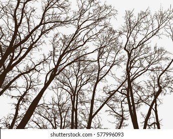 silhouettes of the trees in a winter park