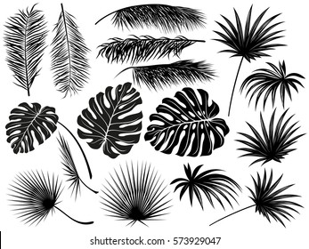 Silhouettes of tropical  leaves (coconut palm, monstera, fan palm, rhapis). Set of hand drawn vector illustrations on white background