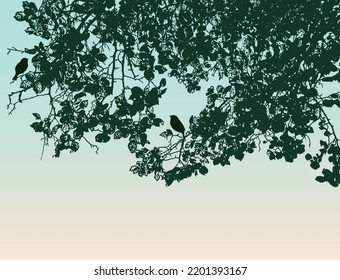 Silhouettes dos pájaros con ramas caducas en la mañana del verano