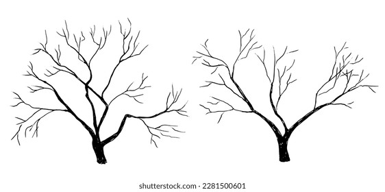 Silhouettes of two old bare apple trees without leaves. Black and white drawing