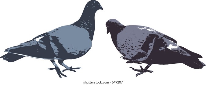 silhouettes of two pigeon