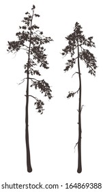 silhouettes of two tall pine trees on a white background, vector illustration