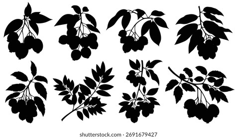Silhouettes of various branches with berries and leaves for botanical design elements.