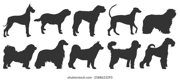 Silhouettes of various dog breeds, showcasing diverse dog shapes and sizes. Each dog silhouette highlights unique breed characteristics and dog features. Animal illustrations, isolated vectors.