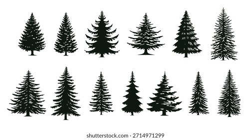 silhouettes of various evergreen trees showcasing different