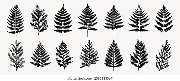 Silhouettes of various fern leaves, each unique in shape and size. Fern leaves in black, detailed fern patterns, showcasing nature's intricate designs. Element vector set.