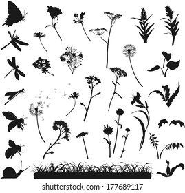 silhouettes of various flowers, herbs and insects on a white background