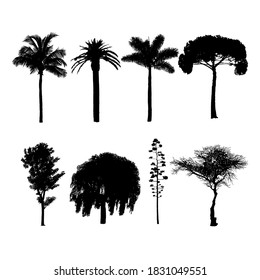 Silhouettes of various trees. Deciduous and coniferous forest trees and black shaped palms, wildlife tree patterns. Vector illustration of forest trees on a white background.