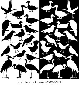 Silhouettes Vector of different birds in black and white. A set of cute icon collection isolated on white background