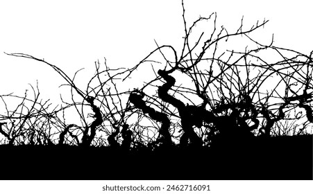 silhouettes of vineyard vines, with shoots. Winter vineyard. Vector illustration