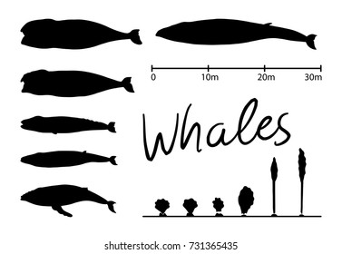 Silhouettes of whale, blue whale sea animals isolated black and white vector illustration minimal style