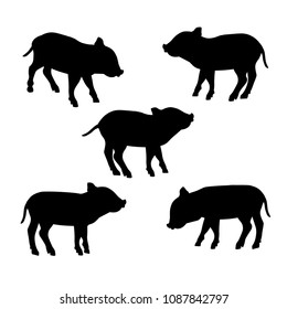 Silhouettes Of Wild Boar Piglet. Set Of Vector Illustration Isolated On White Background