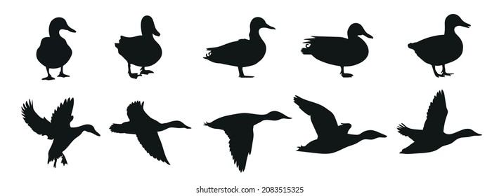 Silhouettes of wild and domestic duck. Duck in flight. Vector