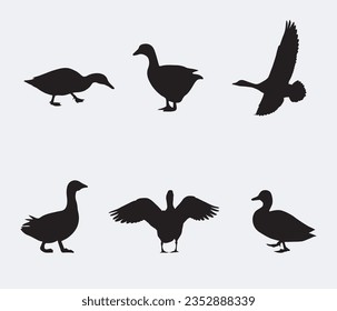 Silhouettes of wild and domestic duck. Duck in flight. Vector