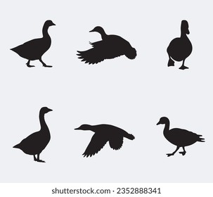 Silhouettes of wild and domestic duck. Duck in flight. Vector