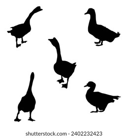Silhouettes of wild and domestic duck. Duck in flight. Vector