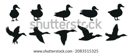 Silhouettes of wild and domestic duck. Duck in flight. Vector ストックフォト © 