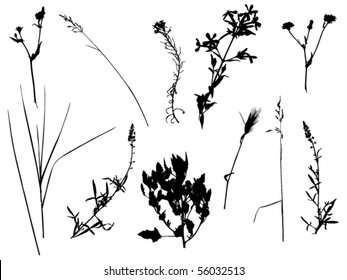 silhouettes of wild flowers