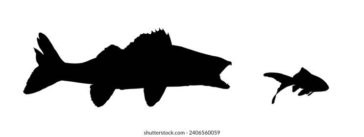 The Silhouettes of a wild predatory marine fish.
